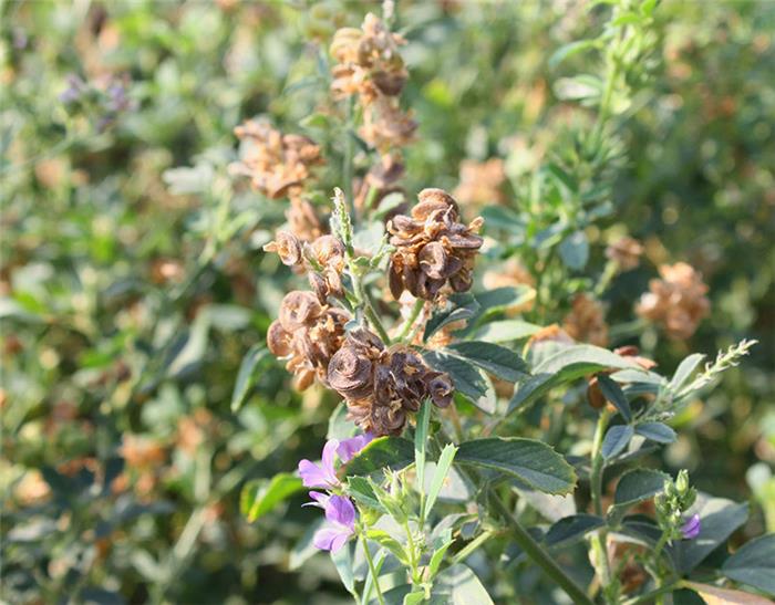 بذر دهی یونجه